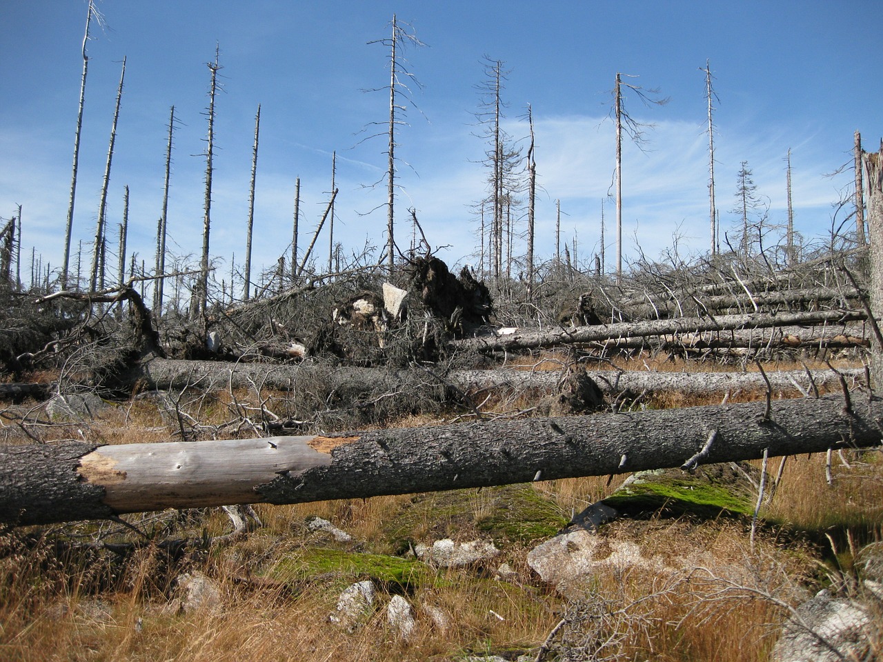 Waldzustandsbericht – Um die Vitalität der Waldbäume ist es weiterhin nicht gut bestellt